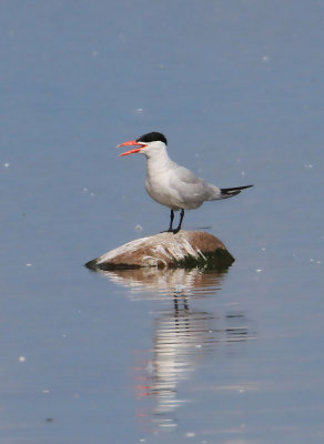 Caspian Tern  Skrntrna  (Hydroprogne caspia)