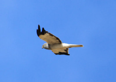 Hen Harrier  Bl krrhk  (Circus cyaneus)