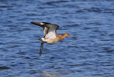 Black-tailed Godwit  Islndsk Rdspov  (Limosa limosa islandica)