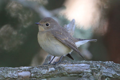 Red-breasted Flycatcher  Mindre flugsnappare  (Ficedula parva)