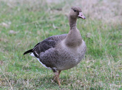 White-fronted Goose  Blsgs  (Anser albifrons)