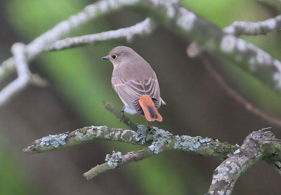 Common Redstart  Rdstjrt  (Phoenicurus phoenicurus)