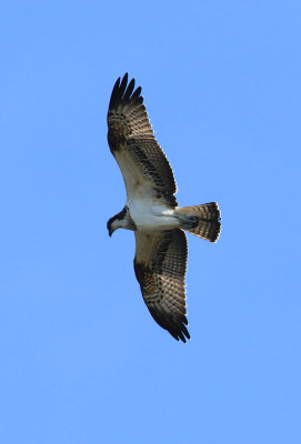 Osprey  Fiskgjuse  (Pandion haliaetus)