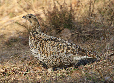 Black Grouse  Orre  (Tetrao tetrix)