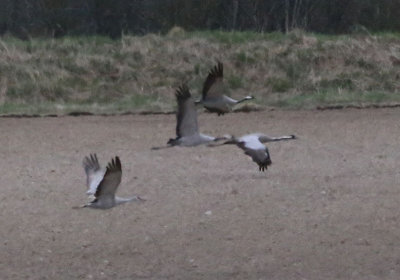 Sandhill Crane  Prrietrana  (Grus canadensis)