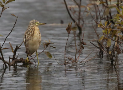 Squacco Heron  Rallhger  (Ardeola ralloides)