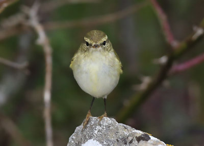 Yellow-browed Warbler  Tajgasngare  (Phylloscopus inornatus)