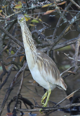 Squacco Heron  Rallhger  (Ardeola ralloides)