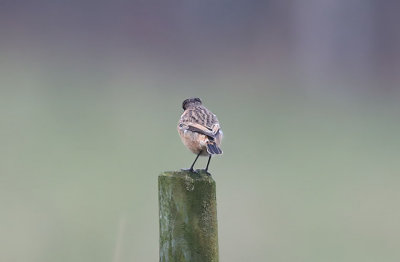 Stonechat  Svarthakad buskskvtta  (Saxicola torquatus)