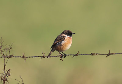 Stonechat  Svarthakad buskskvtta  (Saxicola torquatus)