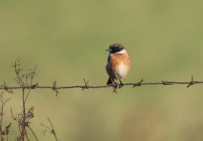 Stonechat Svarthakad buskskvätta (Saxicola torquatus)