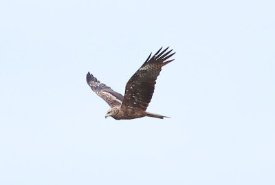 Black Kite Brun glada (Milvus migrans)