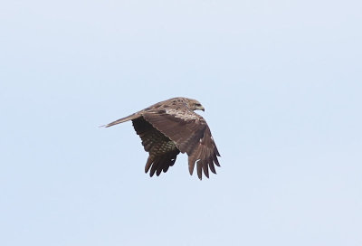 Black Kite Brun glada (Milvus migrans)