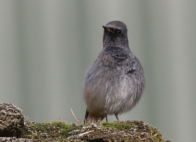 Black Redstart  Svart rdstjrt  (Phoenicurus ochruros)