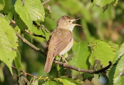 Blyth's Reed Warbler Busksångare (Acrocephalus dumetorum)