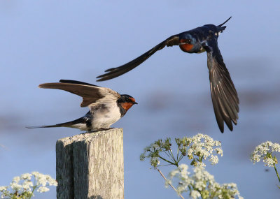 Barn Swallow  Ladusvala  (Hirundo rustica)