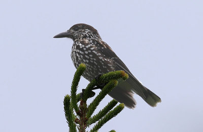 Nutcracker  Ntkrka  (Nucifraga caryocatactes)