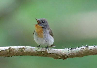 Red-breasted Flycatcher  Mindre flugsnappare  (Ficedula parva)