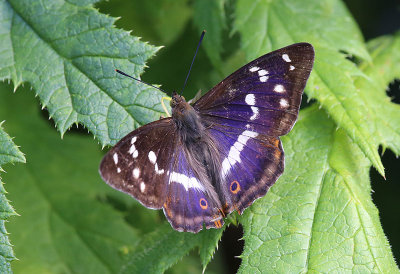 Purple Emperor  Slgskimmerfjril  (Apatura iris)