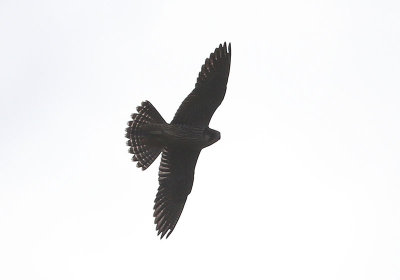 Peregrine Falcon  Pilgrimsfalk  (Falco peregrinus)