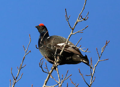 Black Grouse  Orre  (Tetrao tetrix)