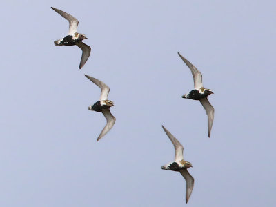 European Golden Plover  Ljungpipare  (Pluvialis apricaria)
