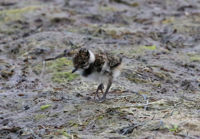 Northern Lapwing  Tofsvipa  (Vanellus vanellus)