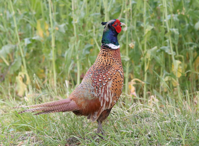 Common Pheasant  Fasan  (Phasianus colchicus)