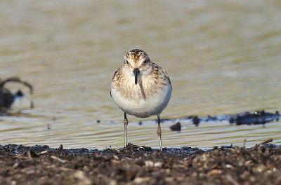 Little Stint  Smsnppa (Calidris minuta)