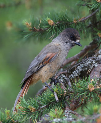 Siberian Jay  Lavskrika  (Perisoreus infaustus)