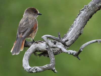 Siberian Jay  Lavskrika  (Perisoreus infaustus)