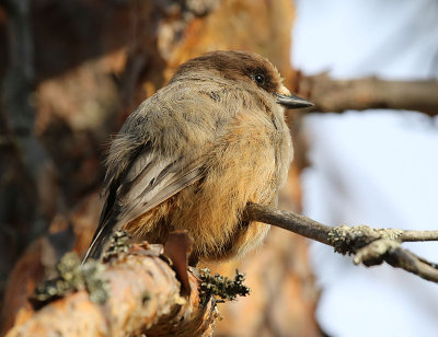 Siberian Jay  Lavskrika  (Perisoreus infaustus)