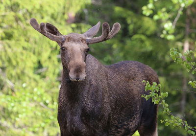 Moose  lg  (Alces alces)