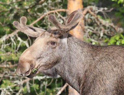 Moose  lg  (Alces alces)