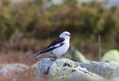 Snow Bunting  Snsparv  (Plectrophenax nivalis)