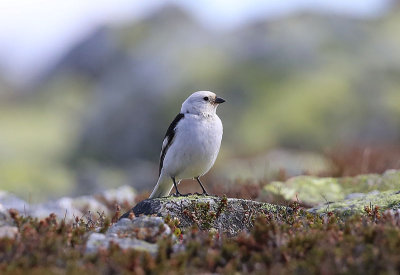 Snow Bunting  Snsparv  (Plectrophenax nivalis)