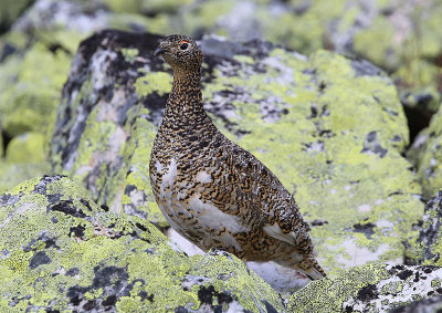 Ptarmigan  Fjllripa  (Lagopus muta)