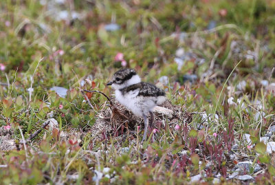 Ringed Plover  Strre strandpipare  (Charadrius hiaticula)