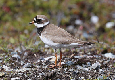 Ringed Plover  Strre strandpipare  (Charadrius hiaticula)