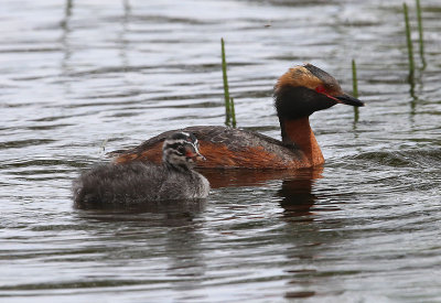 Slavonian Grebe  Svarthakedopping  (Podiceps auritus)