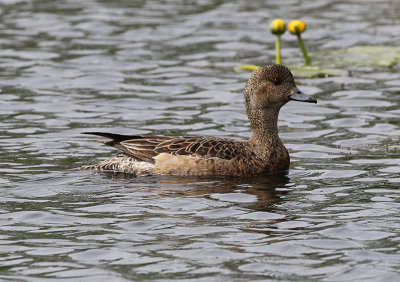 Wigeon  Blsand  (Anas penelope)