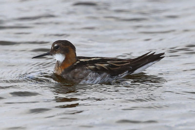 Red-necked Phalarope  Smalnbbad simsnppa  (Phalaropus lobatus)