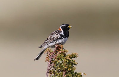 Lapland Bunting  Lappsparv  (Calcarius lapponicus)