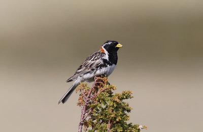 Lapland Bunting  Lappsparv  (Calcarius lapponicus)