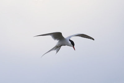 Arctic Tern  Silvertrna  (Sterna paradisaea)