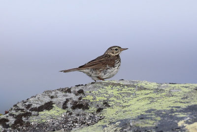 Meadow Pipit  ngspiplrka  (Anthus pratensis)