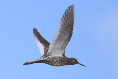 Redshank  Rdbena  (Tringa totanus)