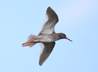 Redshank  Rdbena  (Tringa totanus)