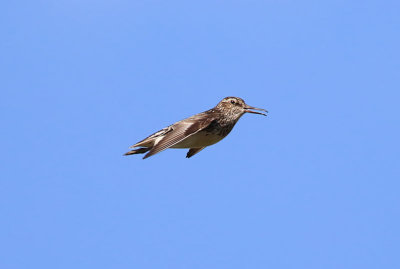 Broad billed Sandpiper  Myrsnppa  (Limicola falcinellus)