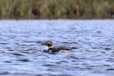 Long-tailed Duck  Alfgel  (Clangula hyemalis)